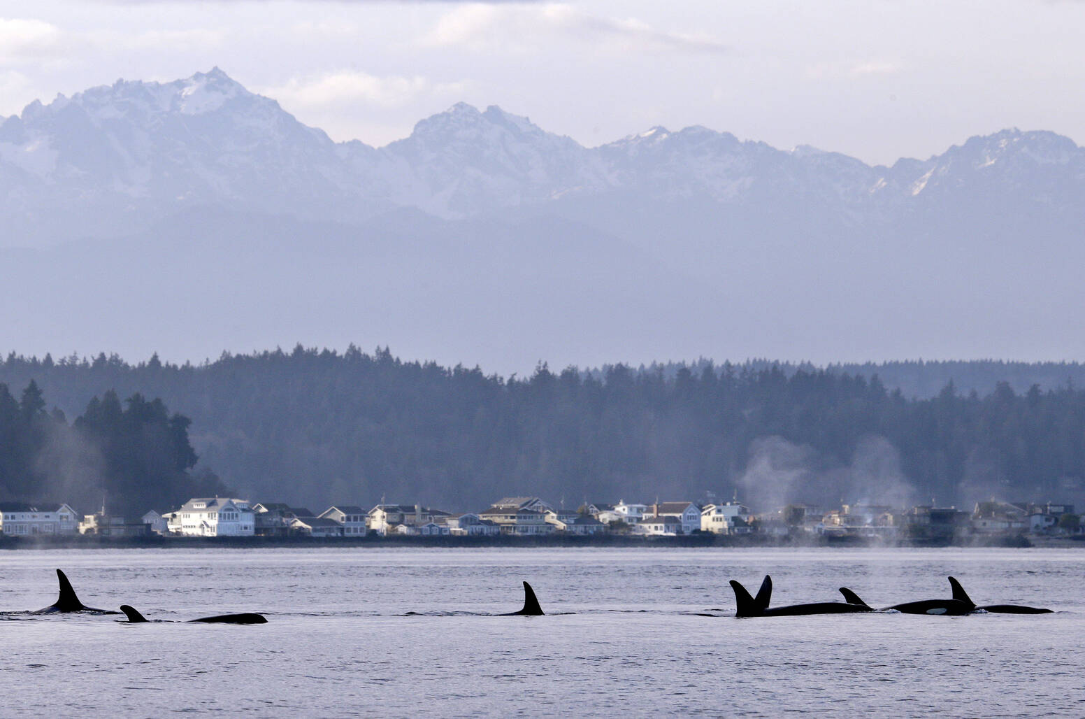 In this Jan. 18, 2014, file photo, endangered orcas swim in Puget Sound and in view of the Olympic Mountains just west of Seattle, as seen from a federal research vessel that has been tracking the whales. A federal court ruling this week has thrown into doubt the future of a valuable commercial king salmon fishery in Southeast Alaska, after a conservation group challenged the government's approval of the harvest as a threat to protected fish and the endangered killer whales that eat them. (AP Photo / Elaine Thompson)