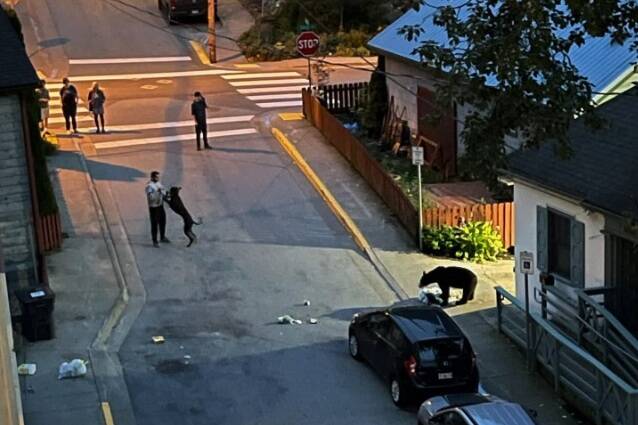 A resident of downtown posted a series of photos on “Juneau Bear sightings” Facebook page that showed a bear eating garbage in the area on Thursday evening. According to the source, no amount of noise was able to scare the bear away from the area. (Courtesy / Angelique Buzzek)