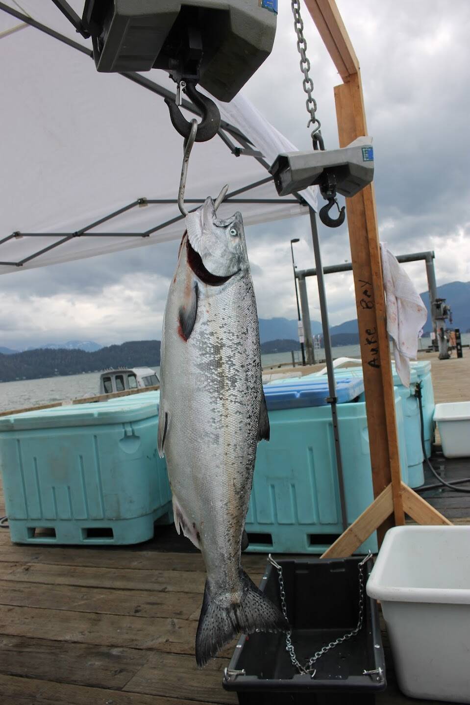 A salmon gets weighed at the Auke Nu Harbor station for the 76th annual Golden North Salmon Derby. (Clarise Larson / Juneau Empire)