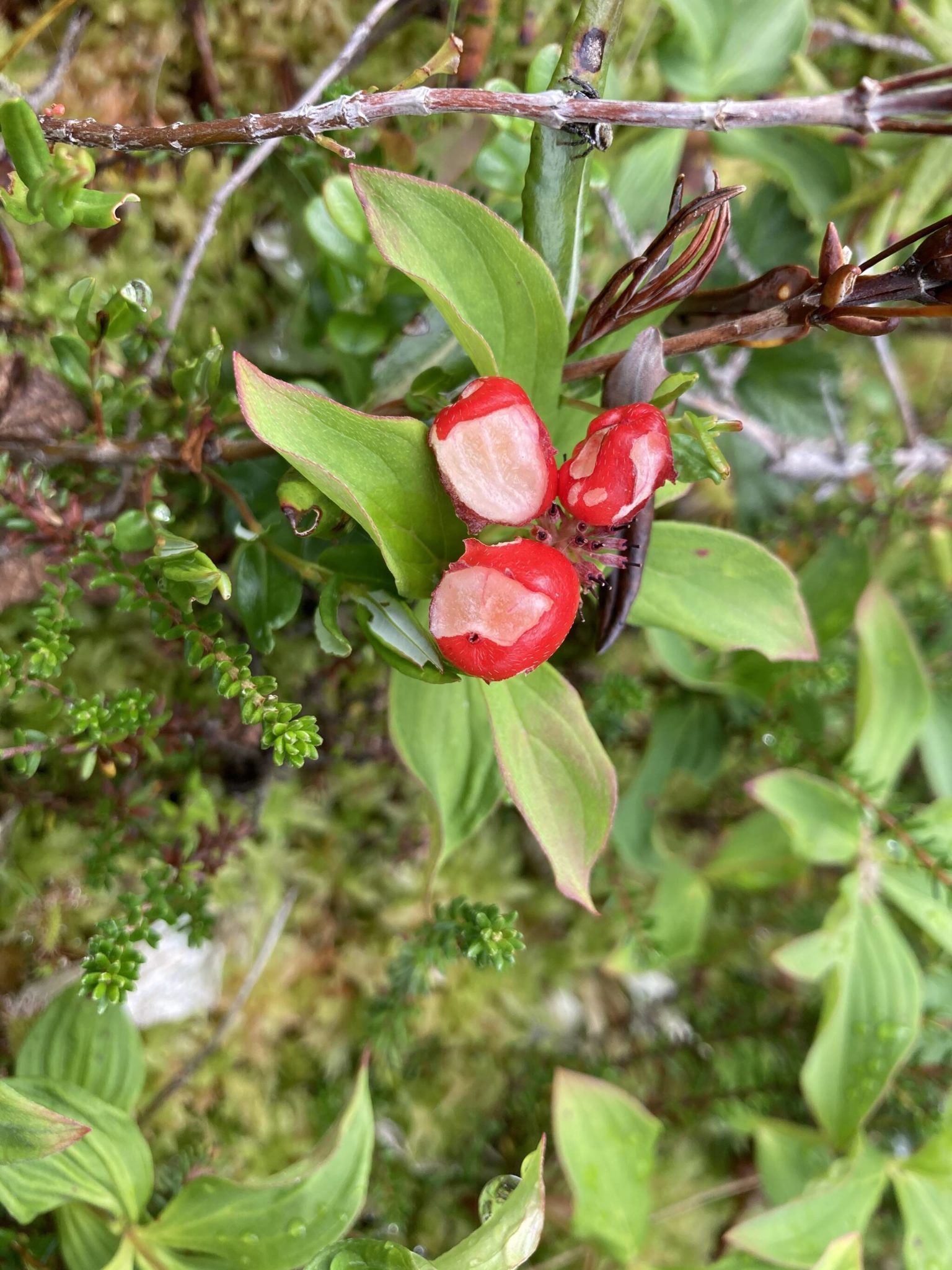 On the Trails Sights and sounds from the trails in late summer Juneau Empire