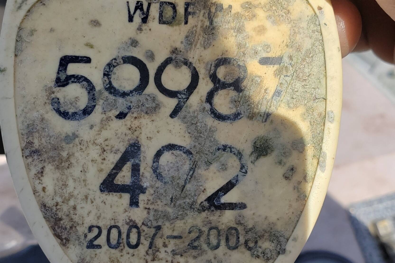 A remaining tag left from the broken crab pot the gray whale was trapped in shows a date from 2007 to 2008. (Courtesy Photo)