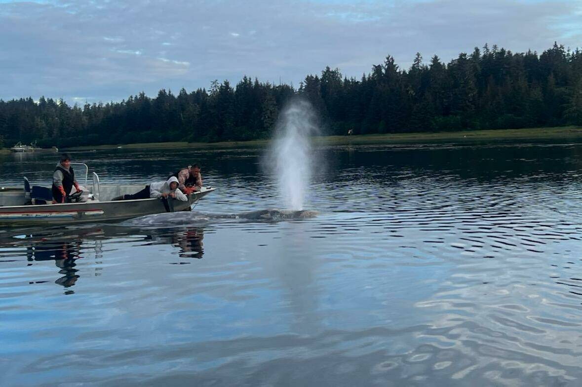 Gray whale shoots water from its spout while Angoon residents try to free it from being entangled in a broken crab pot Thursday evening inside Favorite Bay. (Courtesy Photo)