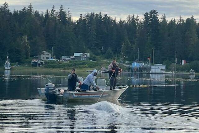 Frank Willis, Marsha Askoak and Edward Kookesh work to free a gray whale entangled in a rope from a broken crab pot Thursday evening in Angoon’s Favorite Bay. (Courtesy Photo)