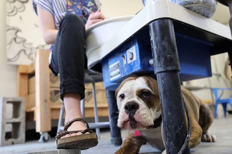 Coco, one of Mercedes Muñoz’s many dogs, sits under her mom’s potter’s wheel at the studio in the Rie Muñoz Gallery building. (Clarise Larson / Juneau Empire)