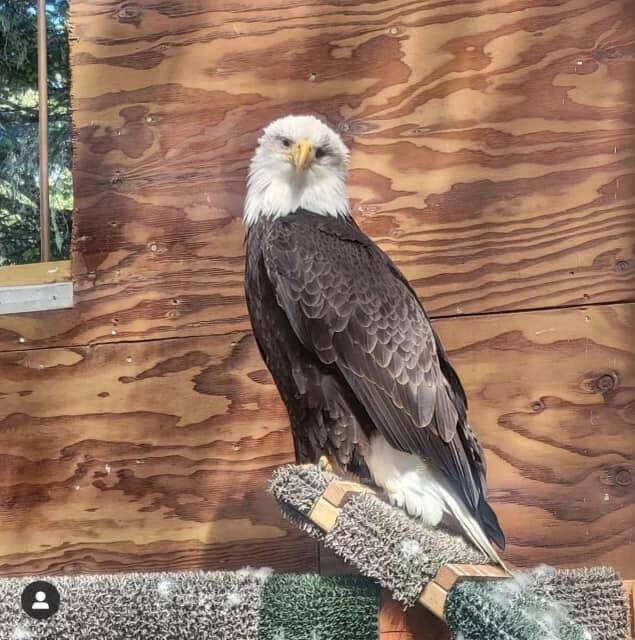 Courtesy photo / JRC 
Lady Baltimore, the Juneau Raptor Center’s static display bird, perches atop a ramp in her new home atop Mount Roberts.