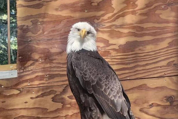 Lady Baltimore, the Juneau Raptor Center’s static display bird, perches atop a ramp in her new home atop Mount Roberts. (Courtesy photo / JRC)