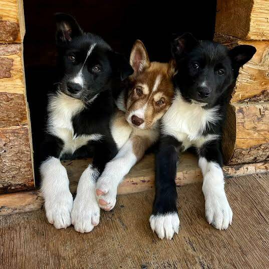 From left to right, puppies Mike, Bos’n, and Skipper cuddle up in their dog house. The litter of five born from Denali’s lead sled dog sire, Steward, and the partner kennel-owned mother, Olive, were recently split with two of the puppies, Dynamite and Rowdy, headed back with their mother Olive to their home kennel. (Courtesy / National Park Service)