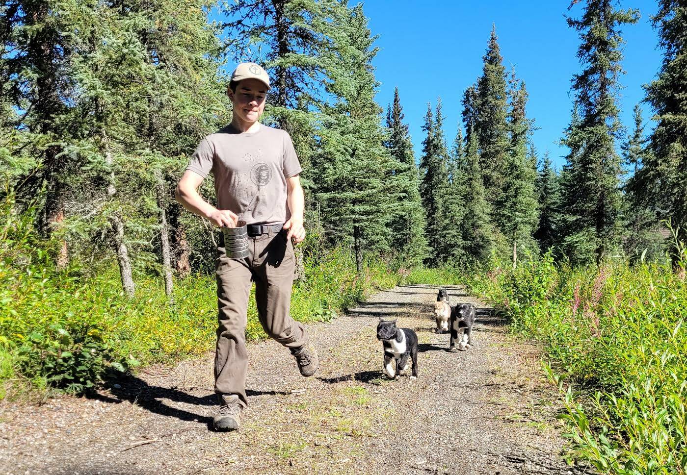 The kennels manager and park ranger Denali National Park and Preserve David Tomeo’s son, Will, runs down a trail while the five puppies chase him. This year marks 100 years since the national park began the program of owning and raising Alaskan Huskies to serve as sled dogs throughout the park — which continues to remain the only sled dog operation in the federal government. (Courtesy / David Tomeo)