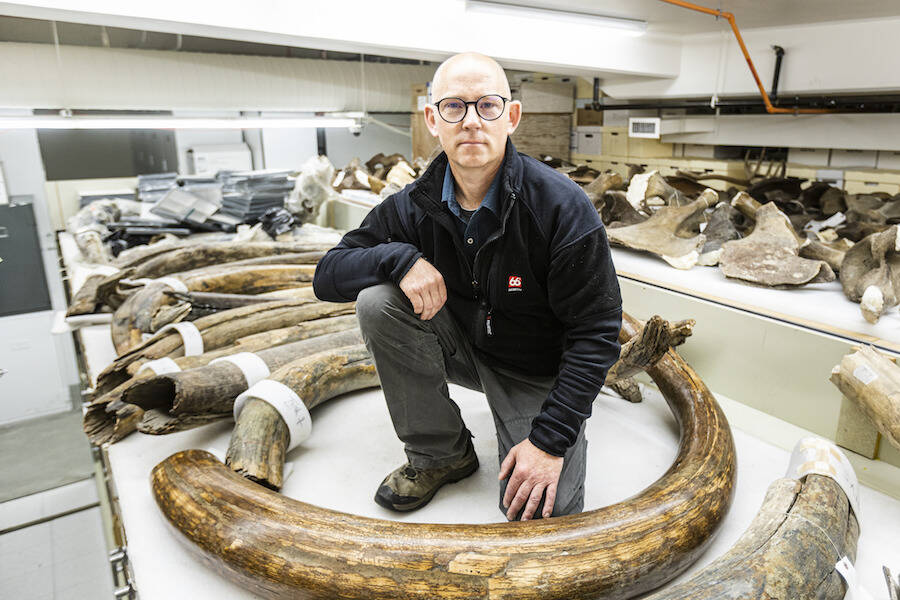 Matthew Wooller of the University of Alaska Fairbanks poses amid woolly mammoth tusks at the university. (Courtesy Photo / JR Ancheta)