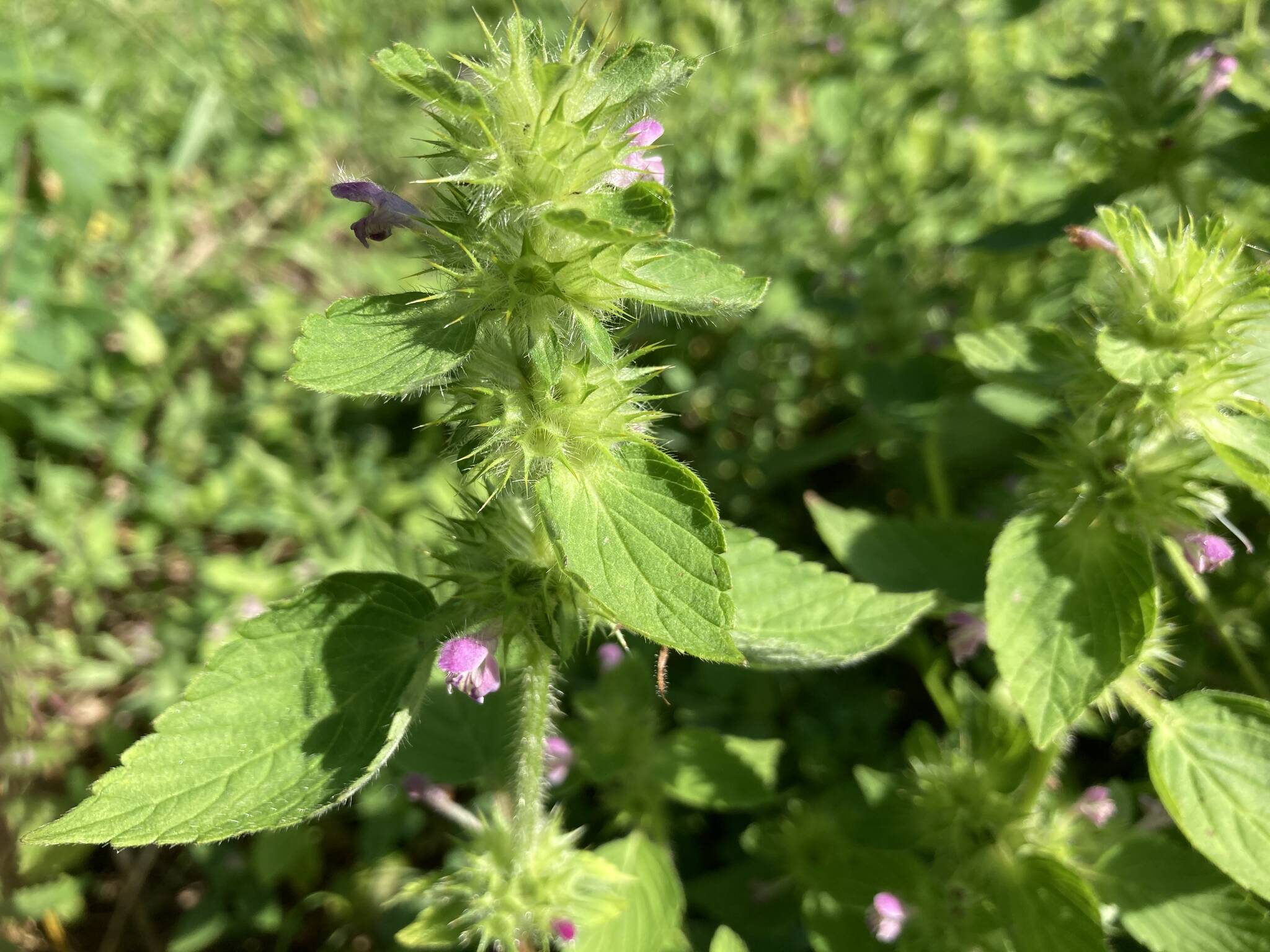 Hemp nettle shows its bristles and spines (Mary F. Willson/ For the Juneau Empire)