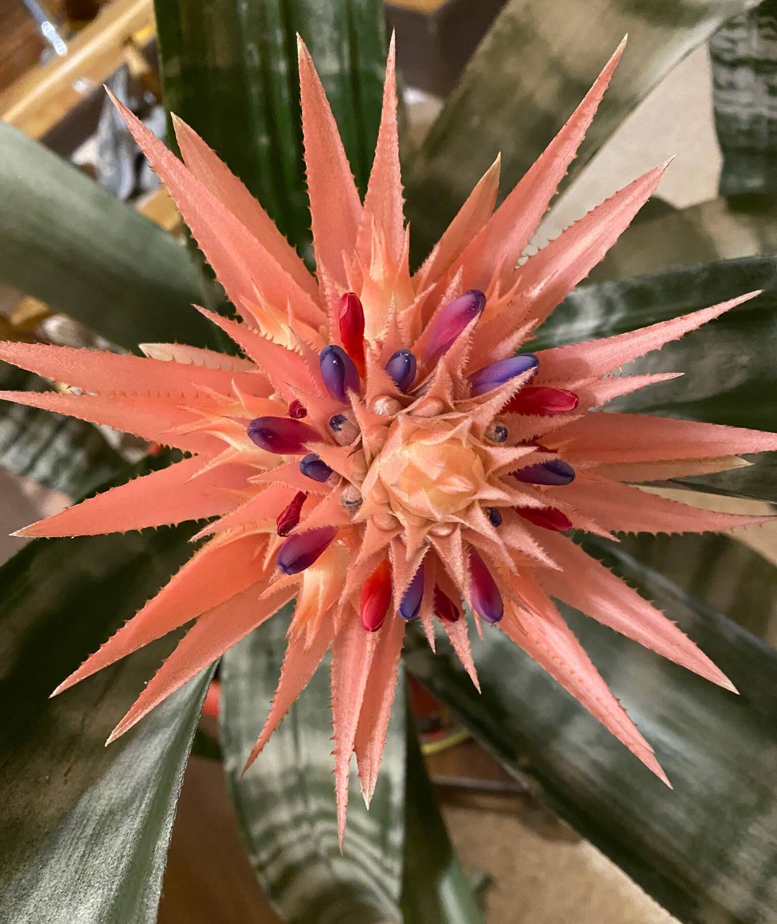Resembling a starburst is a bromeliad flower in full bloom near Mile 2. (Courtesy Photo / Denise Carroll)