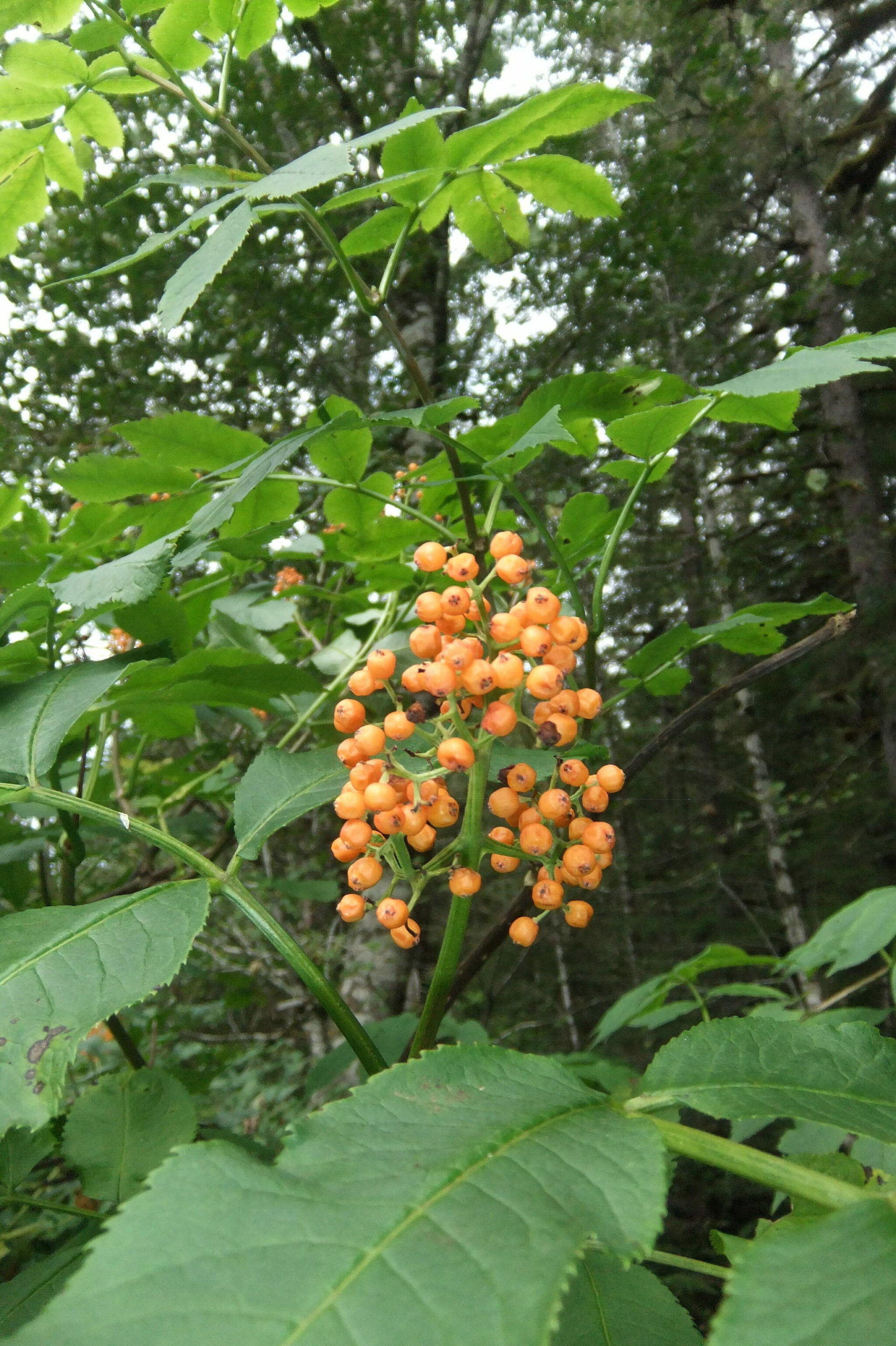 This photo shows orange berries growing on a tree in Juneau. (Courtesy Photo / Gary Miller)