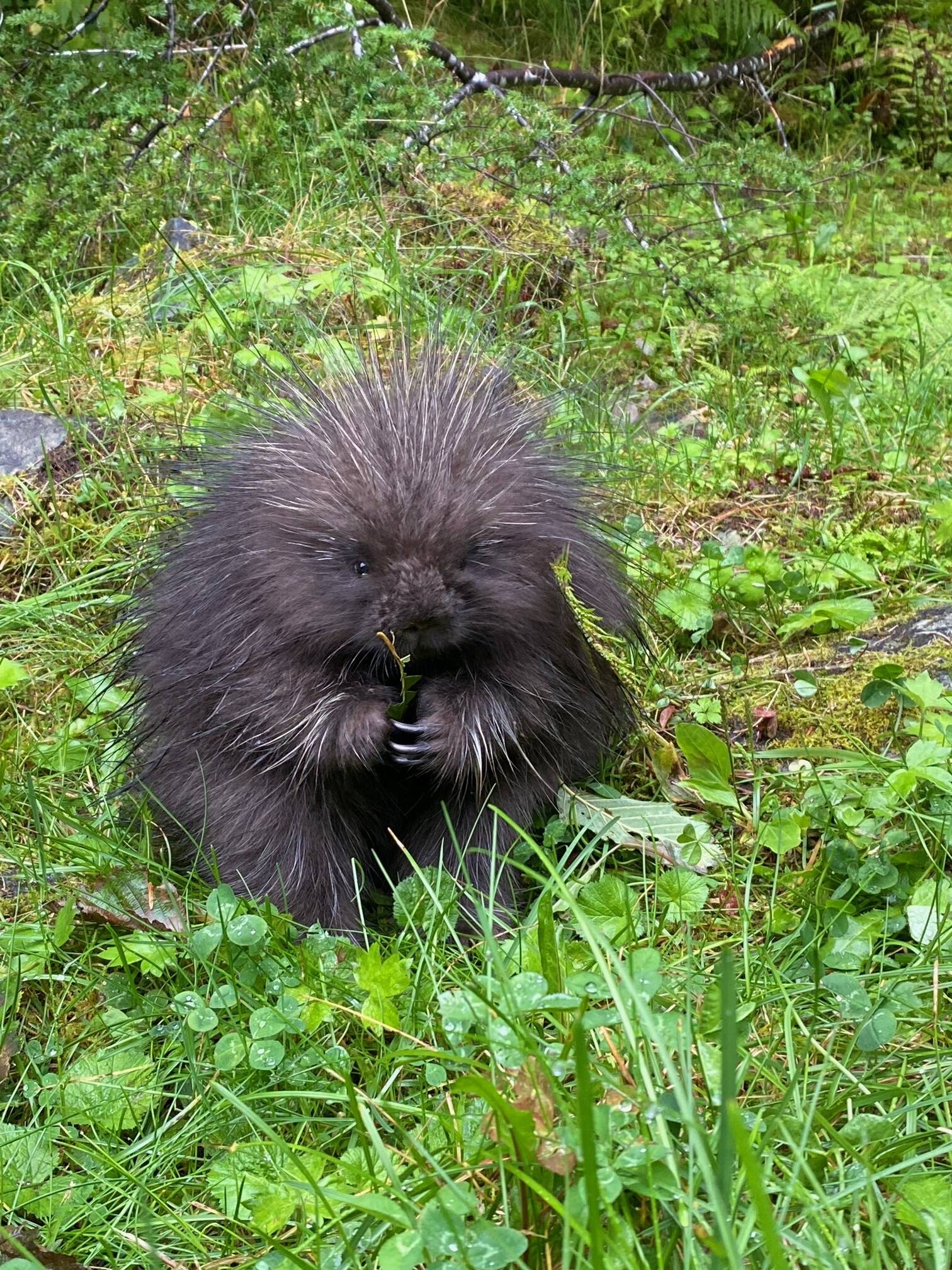 “This cute little porcupine was on the side of the Salmon Creek Dam road/Trail,” writes Jill Melcher.”Taken on Aug 17, 2022. It makes me smile every time I see it.” (Courtesy Photo / Jill Melcher)