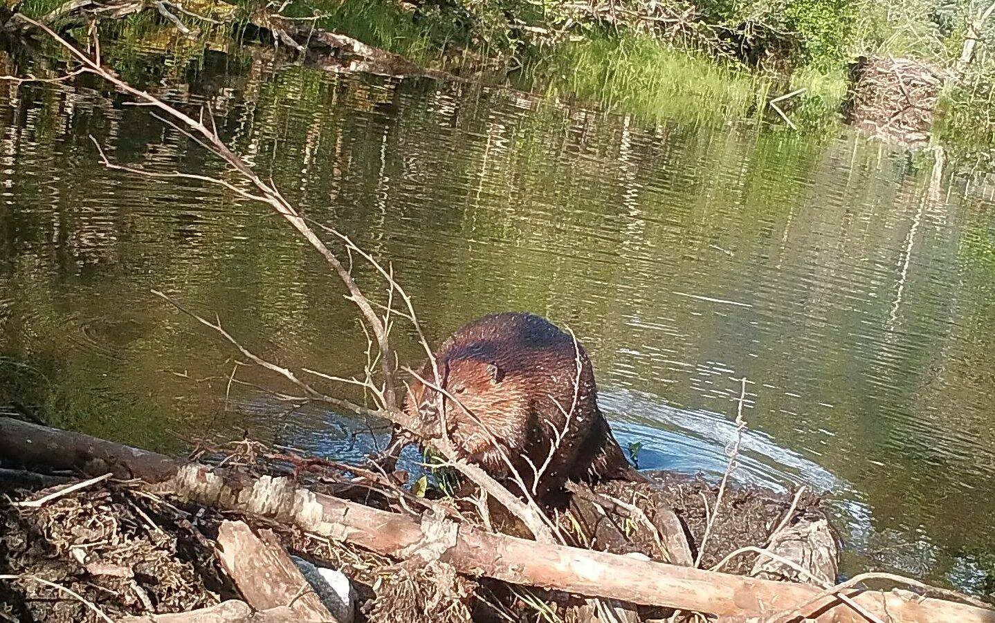 This beaver was working during the daytime, but usually beavers work at night or twilight. (Courtesy Photo / Chuck Caldwell)