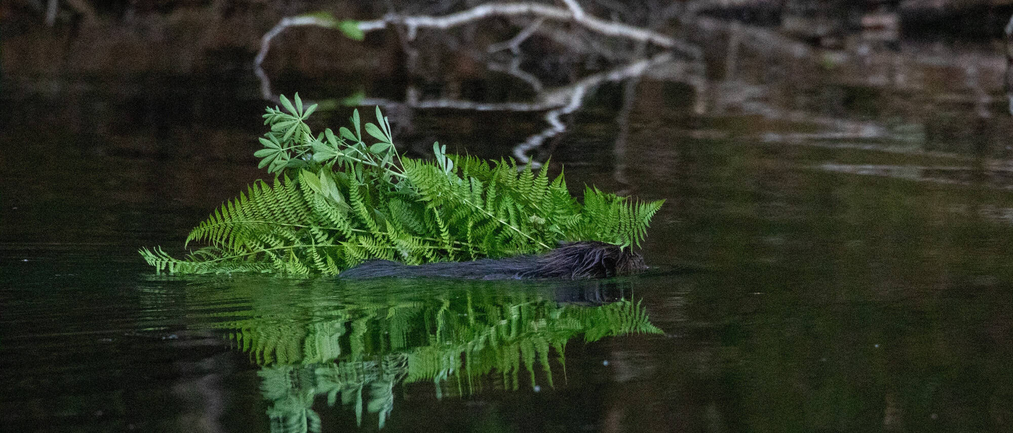 A beaver hauls a load of ferns and lupine. (Courtesy Photo / Jos Bakker)