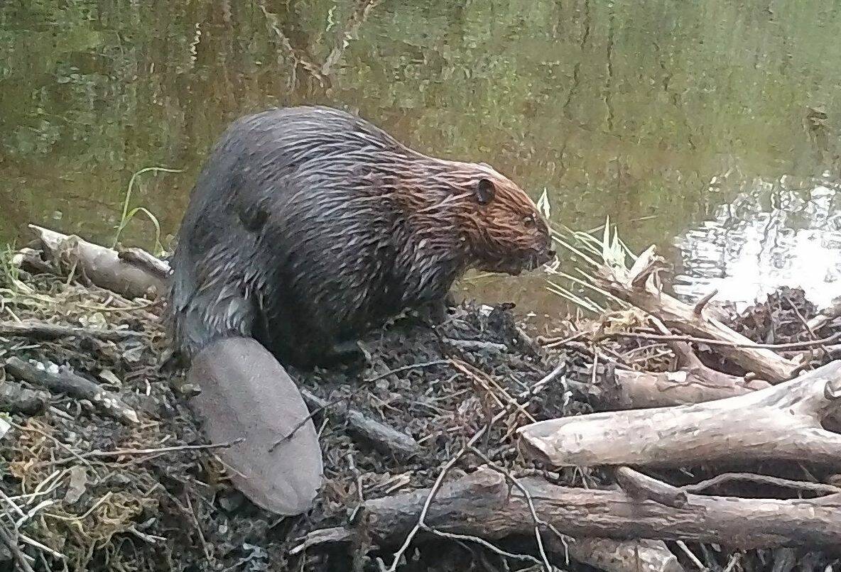 A beaver pauses on top of its dam.(Courtesy Photo / Chuck Caldwell)