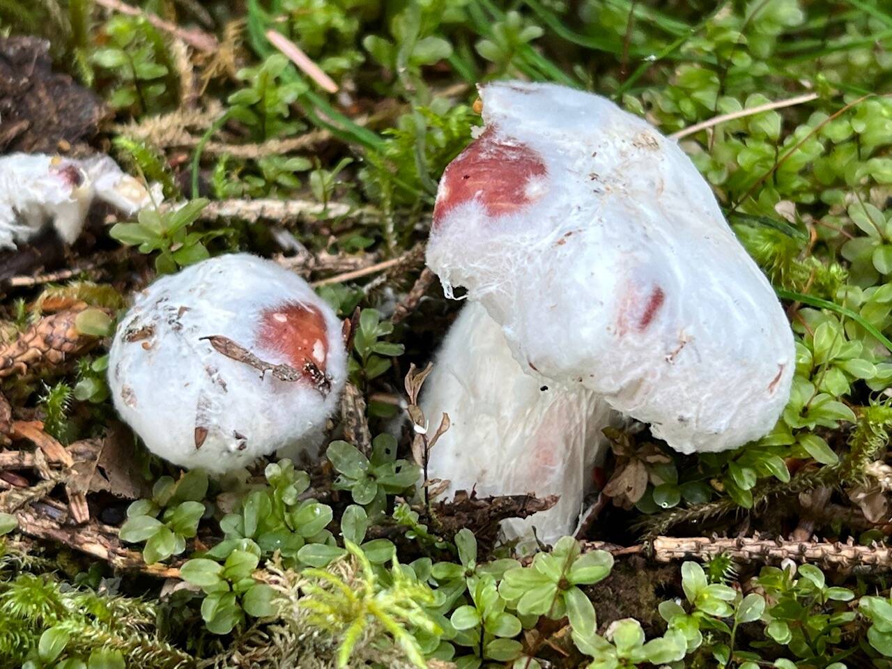 A parasitic fungus in the genus Hypomyces covers the top of another fungus, possibly a Russula. (Courtesy Photo / Deana Barajas)