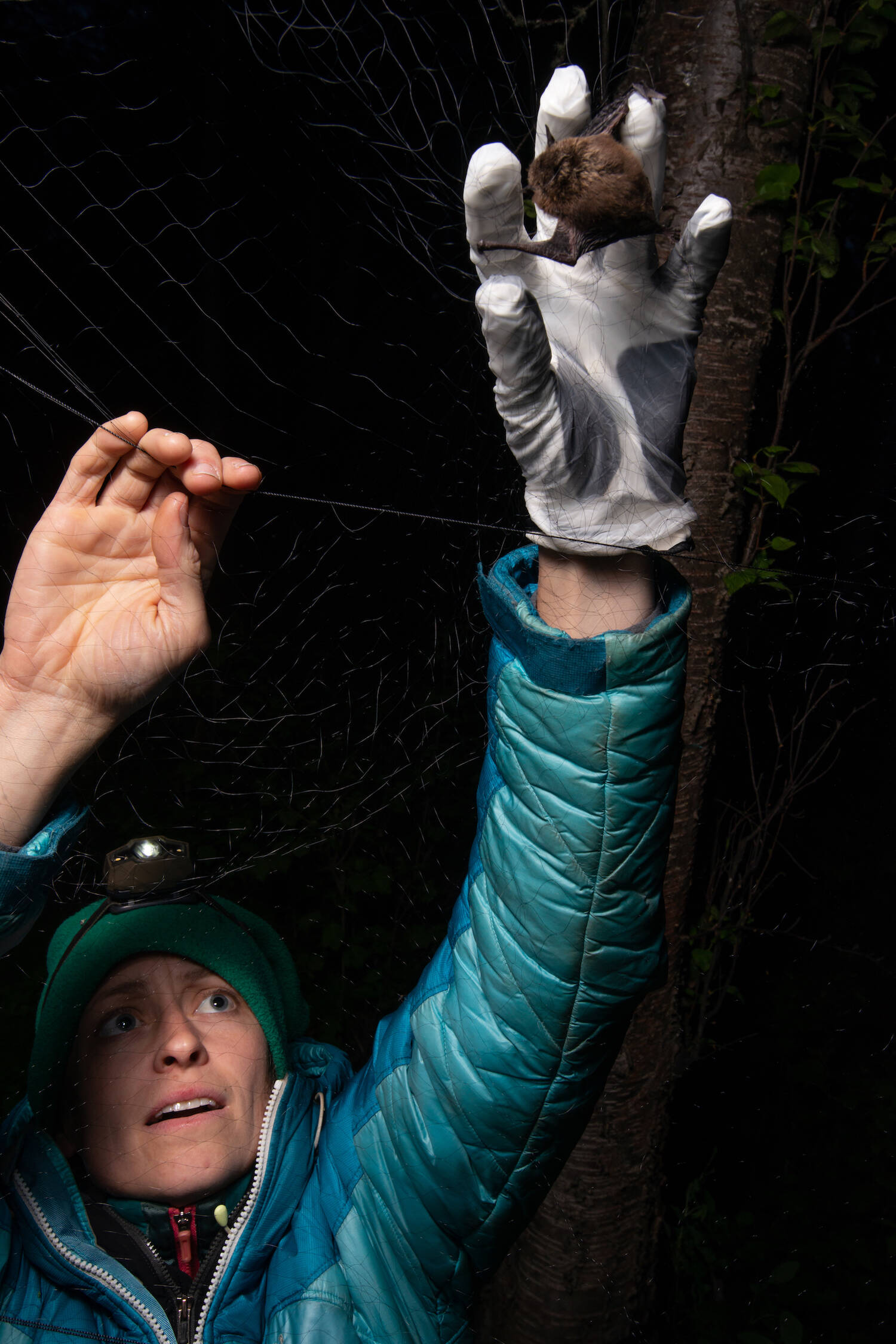 Biologist Jesika Reimer removes a little brown bat from a mist net on Joint Base Elmendorf-Richardson in 2018. (Courtesy Photo / James Evans, University of Alaska Anchorage)