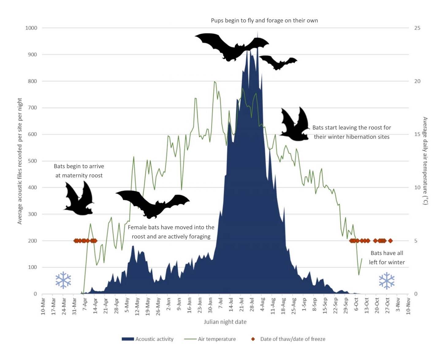 Biologist Jesika Reimer created this graphic showing the summer activity of little brown bats in northern Alaska. (Courtesy Image / Jesika Reimer)