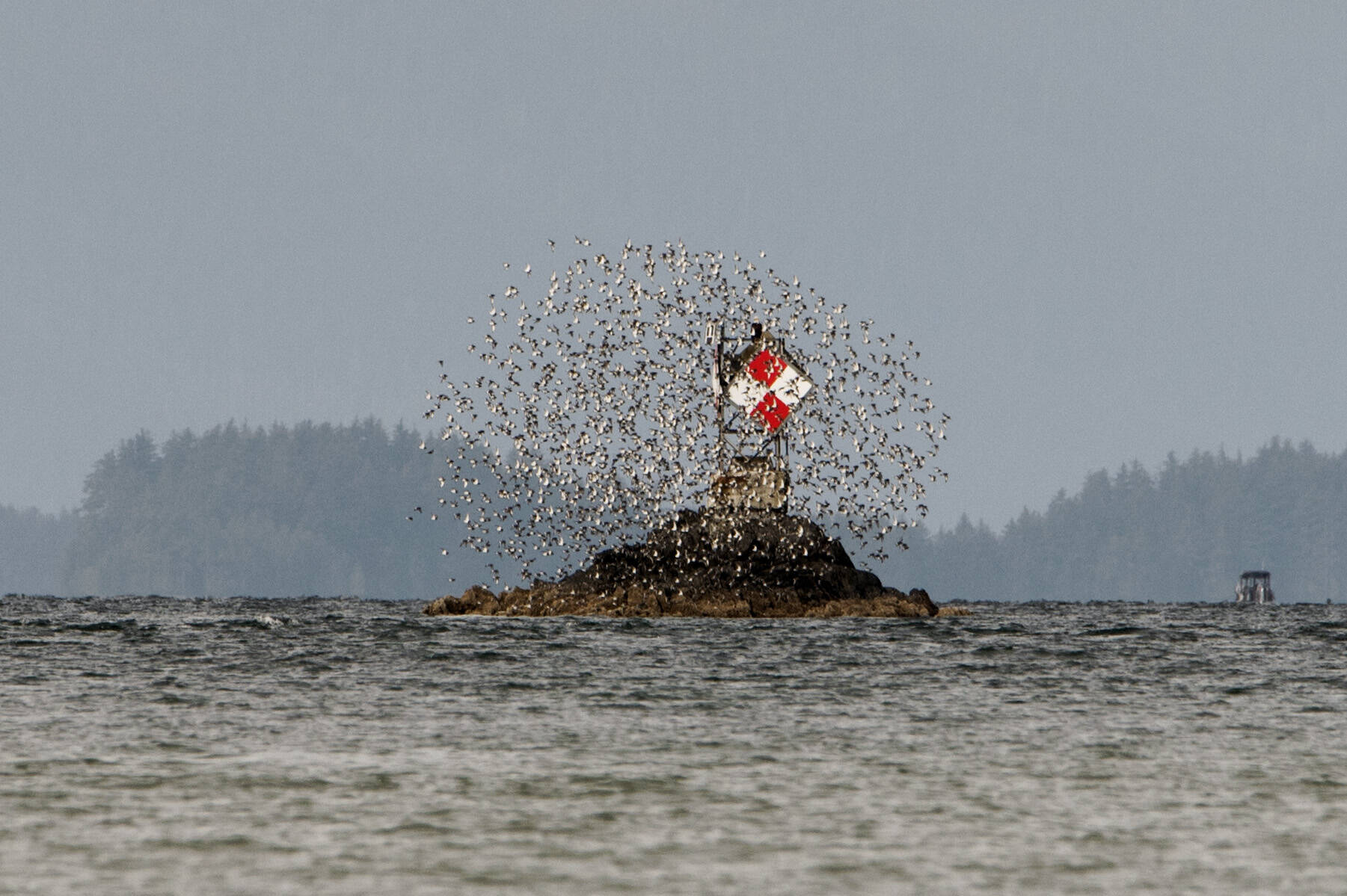 A flock of birds surrounds a bald eagle perched on George Rock. (Courtesy Photo / Kenneth Gill, gillfoto)