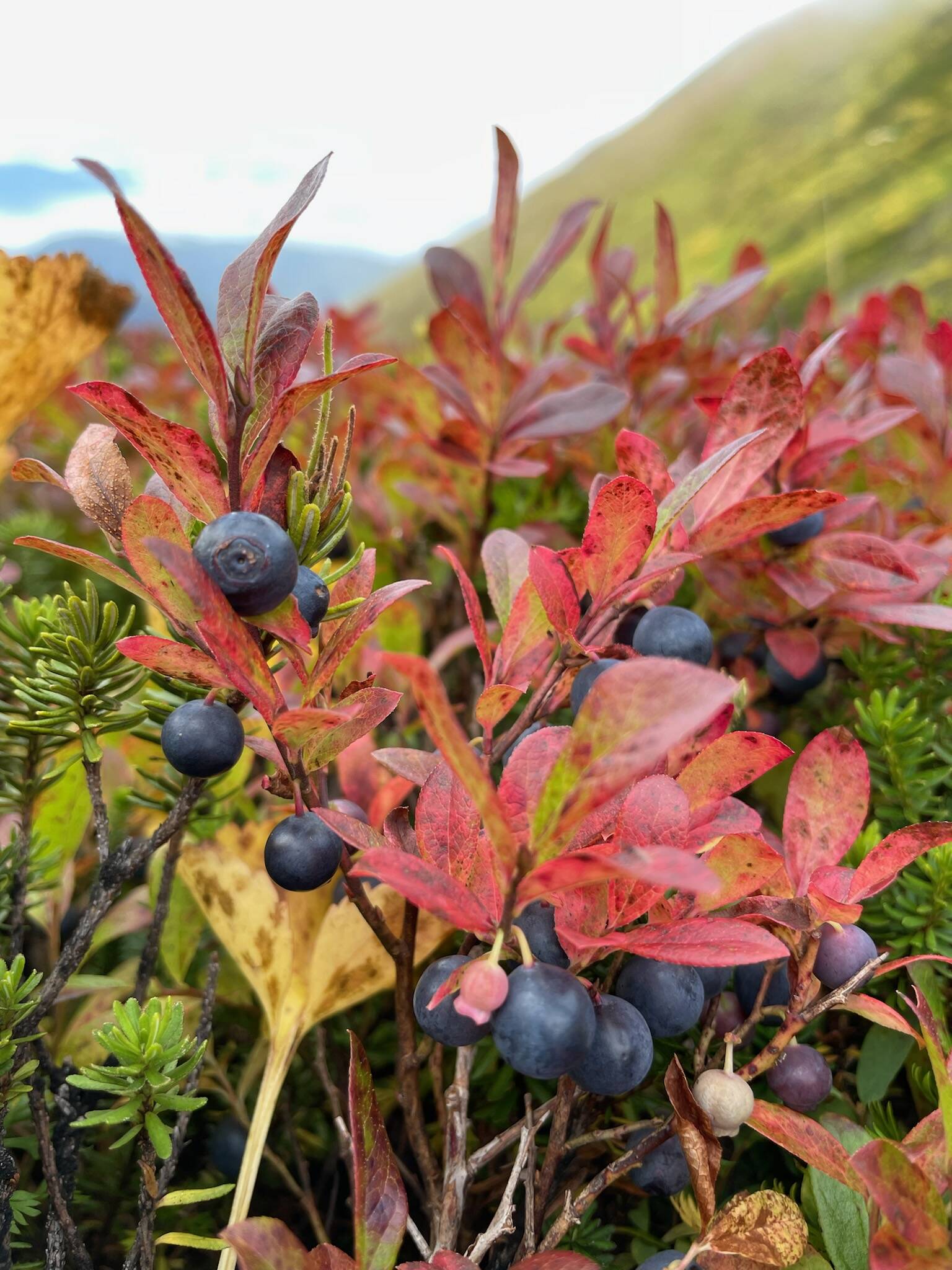 Alpine blueberries at their peak. (Courtesy Photo / Marsha Squires)