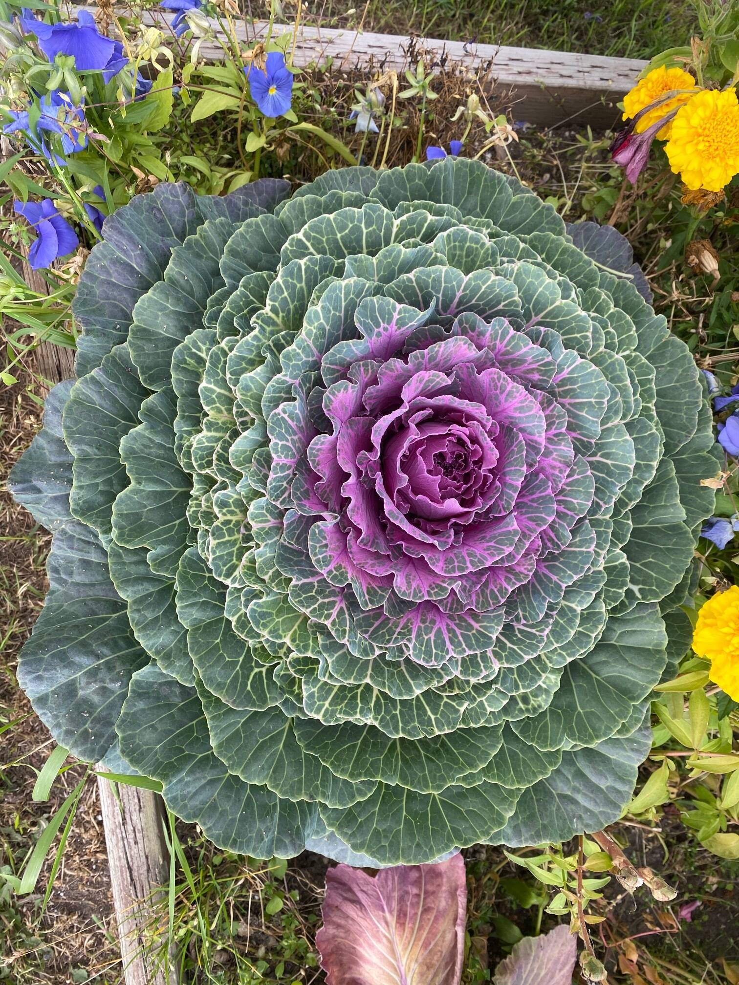 An ornamental cabbage in a Fairbanks garden. (Courtesy Photo / Denise Carroll)