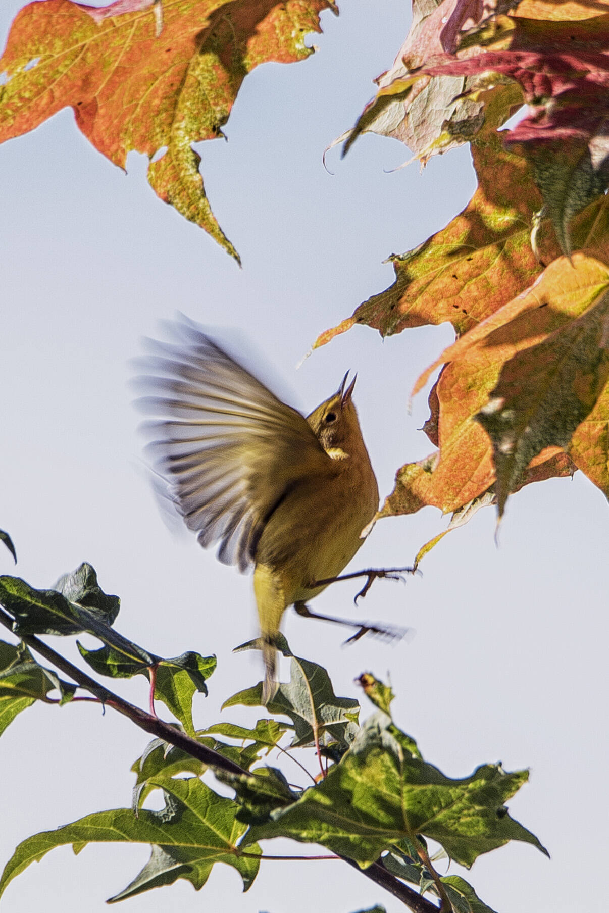 A yellow warbler feeds on insects amongst golden maple tree Out the Road. (Courtesy Photo / Kenneth Gill, gillfoto)