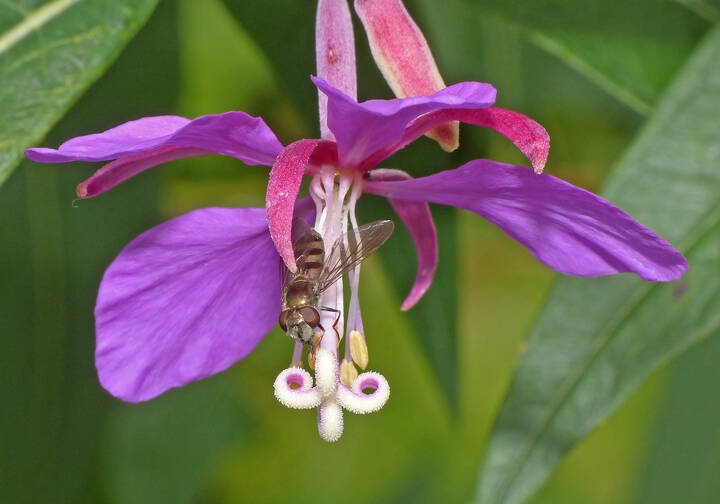 The hoverfly can perceive electrical fields around the edges of the petals, the big white stigma, and the stamens. (Courtesy Photo / Bob Armstrong)