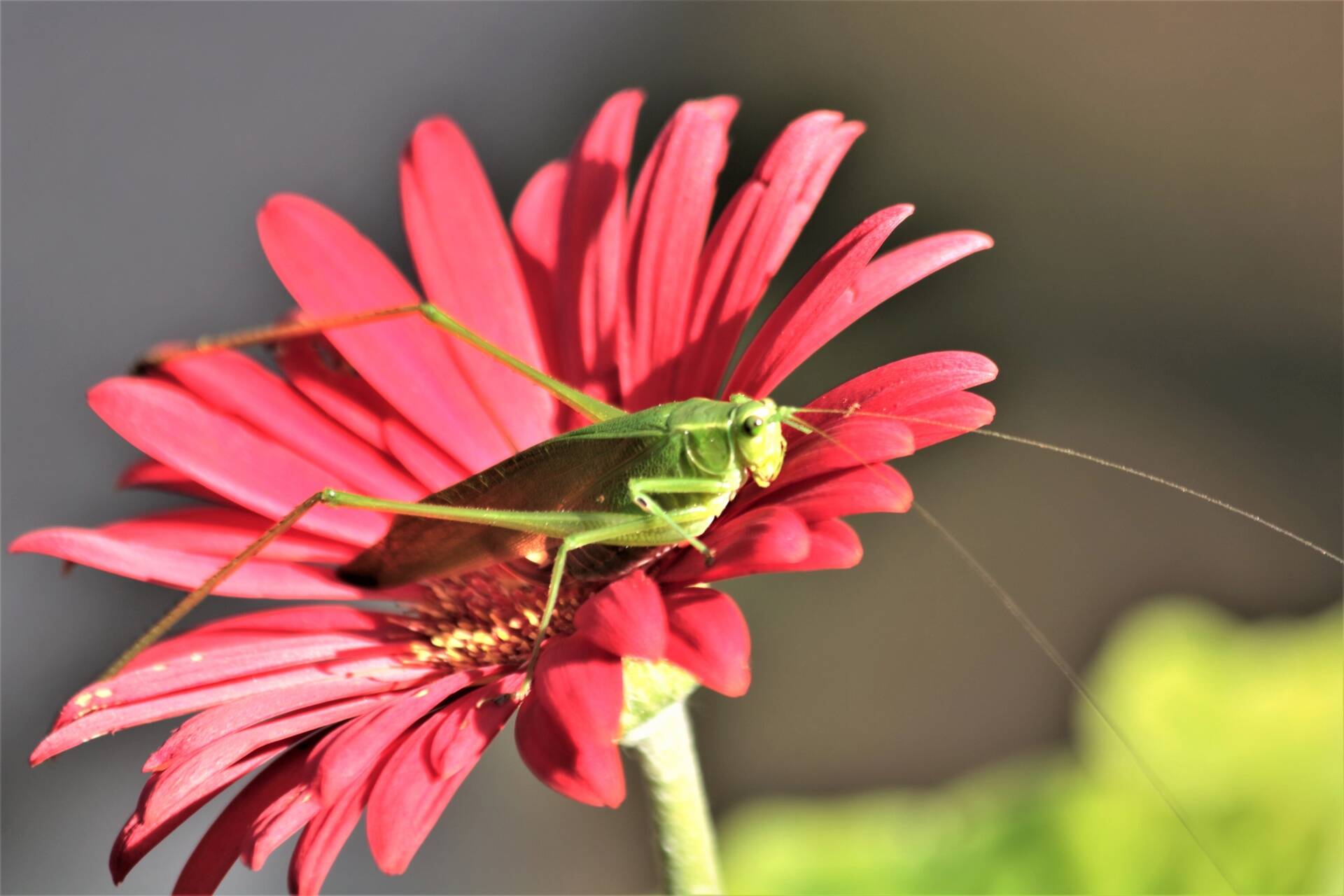 This public domain image shows a katydid on a red flower. Insects such as katydids make sounds people can hear, but they also make vibrational signals that indicate body size, and females prefer larger males. (Sheila Brown)