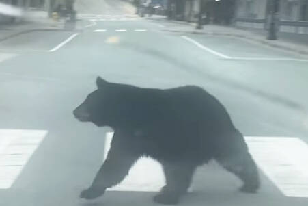 A bear crosses a sidewalk during the early hours of Sept. 13 in downtown Juneau. (Courtesy/ August Williams)