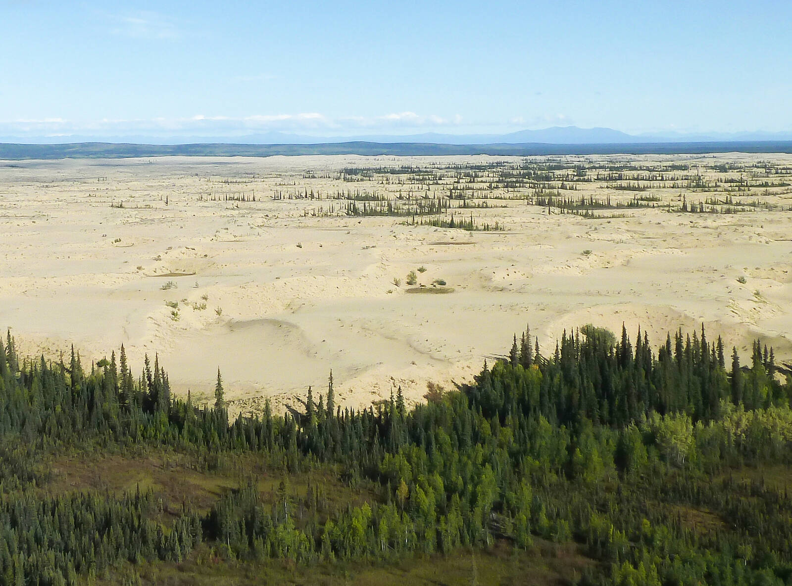 Pale sand dunes stretch out beyond a line of spruce trees in Koyukuk National Wildlife Refuge. Thousands of years ago, sand exposed by receding glaciers drifted into large dunes against the Nulato Hills, known today as the Nogabahara Sand Dunes. (Courtesy Photo / Keith Ramos,USFWS)