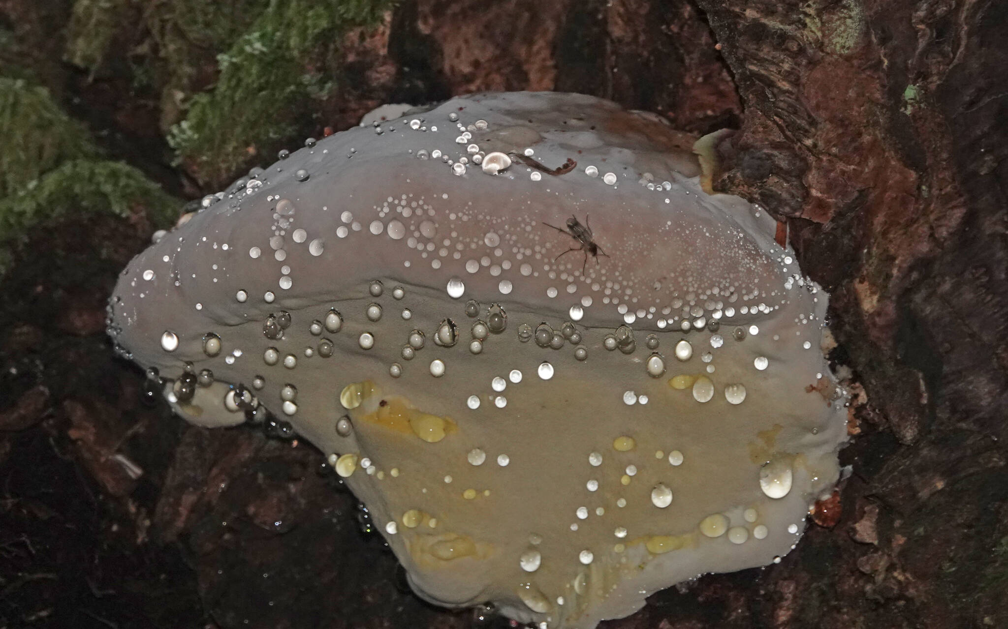 A bracket fungus exudes guttation drops and a small fly appears to sip one of them.( Courtesy Photo / Bob Armstrong)