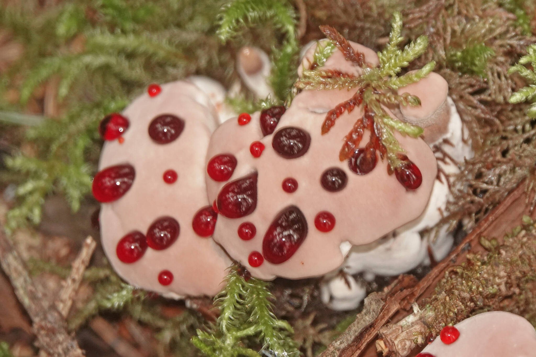 A bleeding tooth-fungus is readily recognized by its colorful guttation drops (Courtesy Photo / Bob Armstrong)