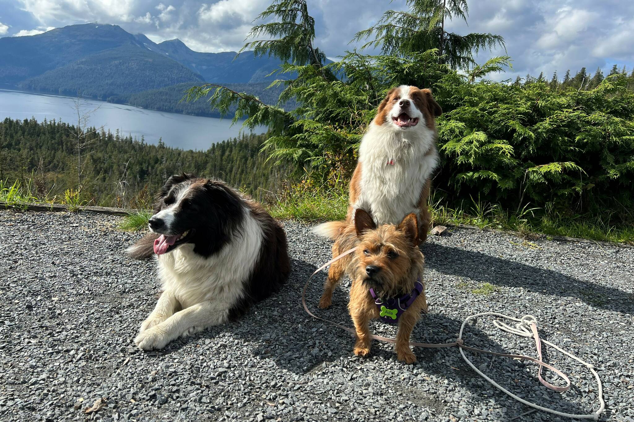 Kéet, Oscar, and Ada out on a fall berry picking adventure in Wrangell. (Vivian Faith Prescott / For the Capital City Weekly)