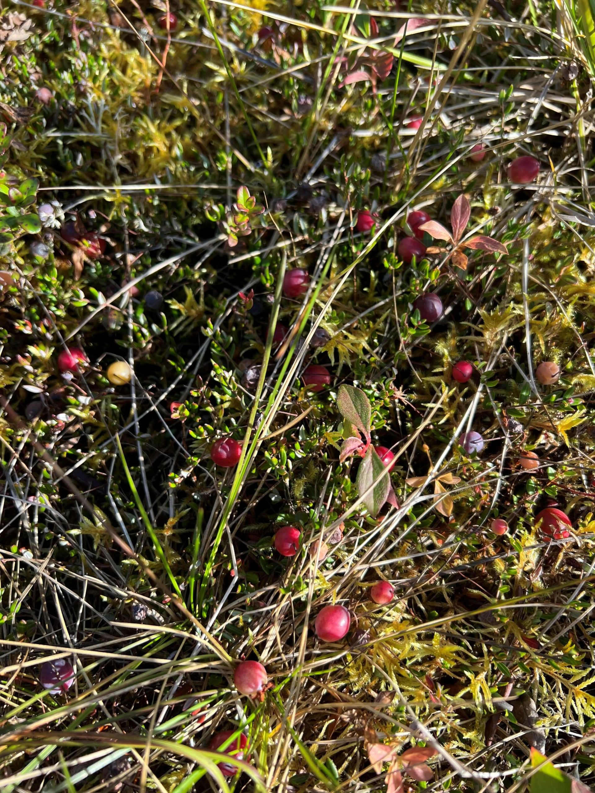 This photo shows cranberries in the muskeg in Wrangell. (Vivian Faith Prescott / For the Capital City Weekly)