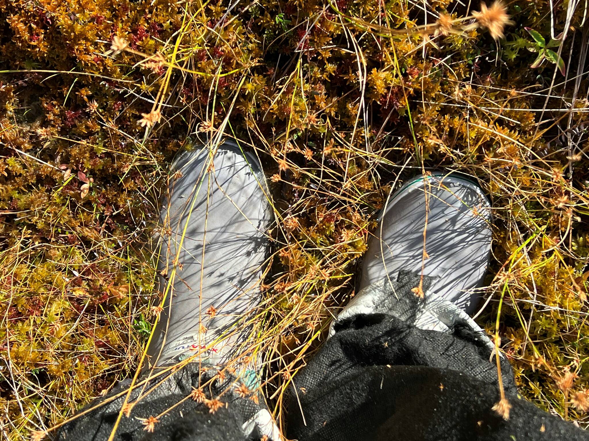 Muskeg is very wet this time of year as seen while picking cranberries in Wrangell. (Vivian Faith Prescott / For the Capital City Weekly)