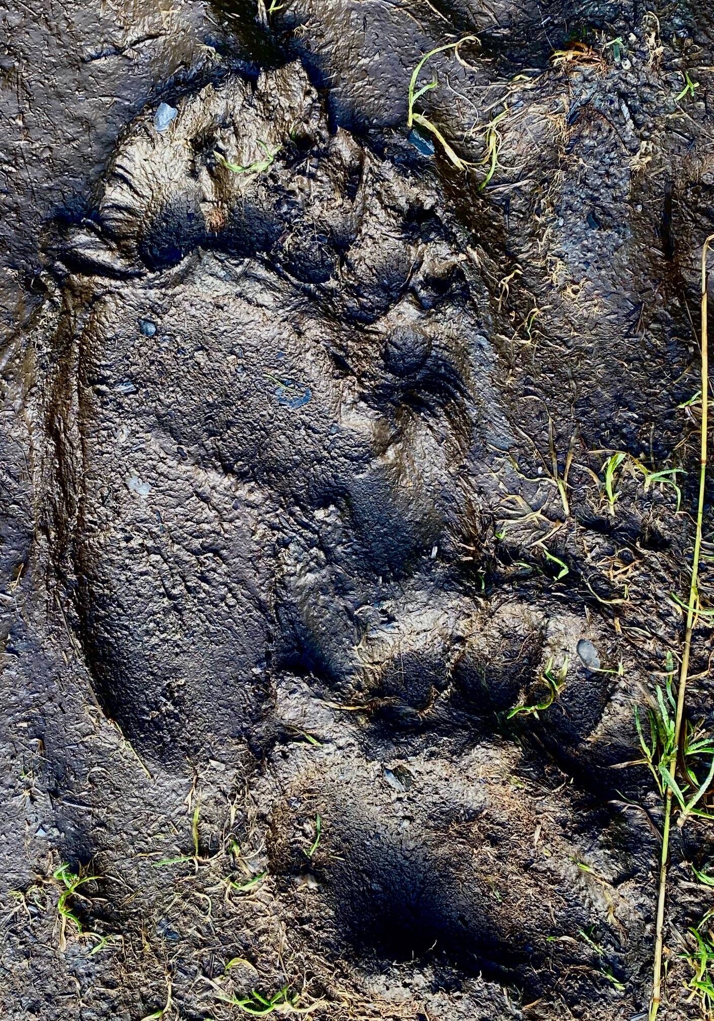 Bear tracks on a muddy trail in Cowee Meadow are seen in late September. (Courtesy Photo / Denise Carroll)