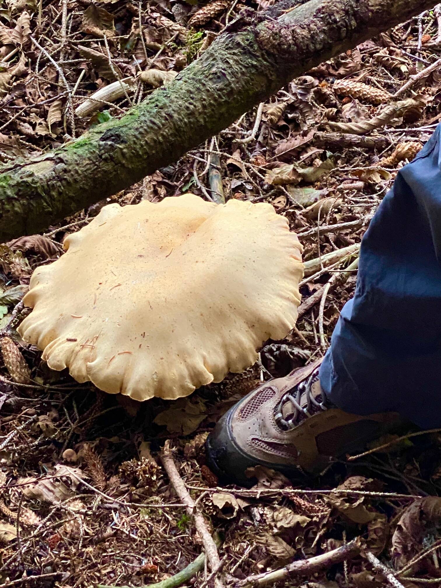 A large mushroom is spotted on the Peterson Creek Trail (with shoe for comparison). (Courtesy Photo / Denise Carroll)
A large mushroom is spotted on the Peterson Creek Trail (with shoe for comparison). (Courtesy Photo / Denise Carroll)