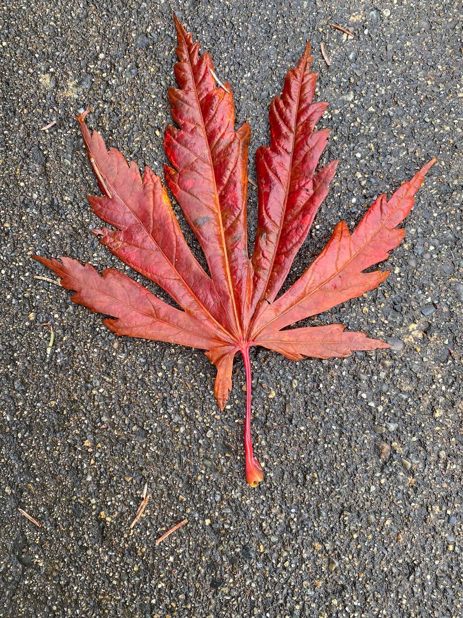 A red leaf brightens up the downtown sidewalk. (Courtesy Photo / Denise Carroll)