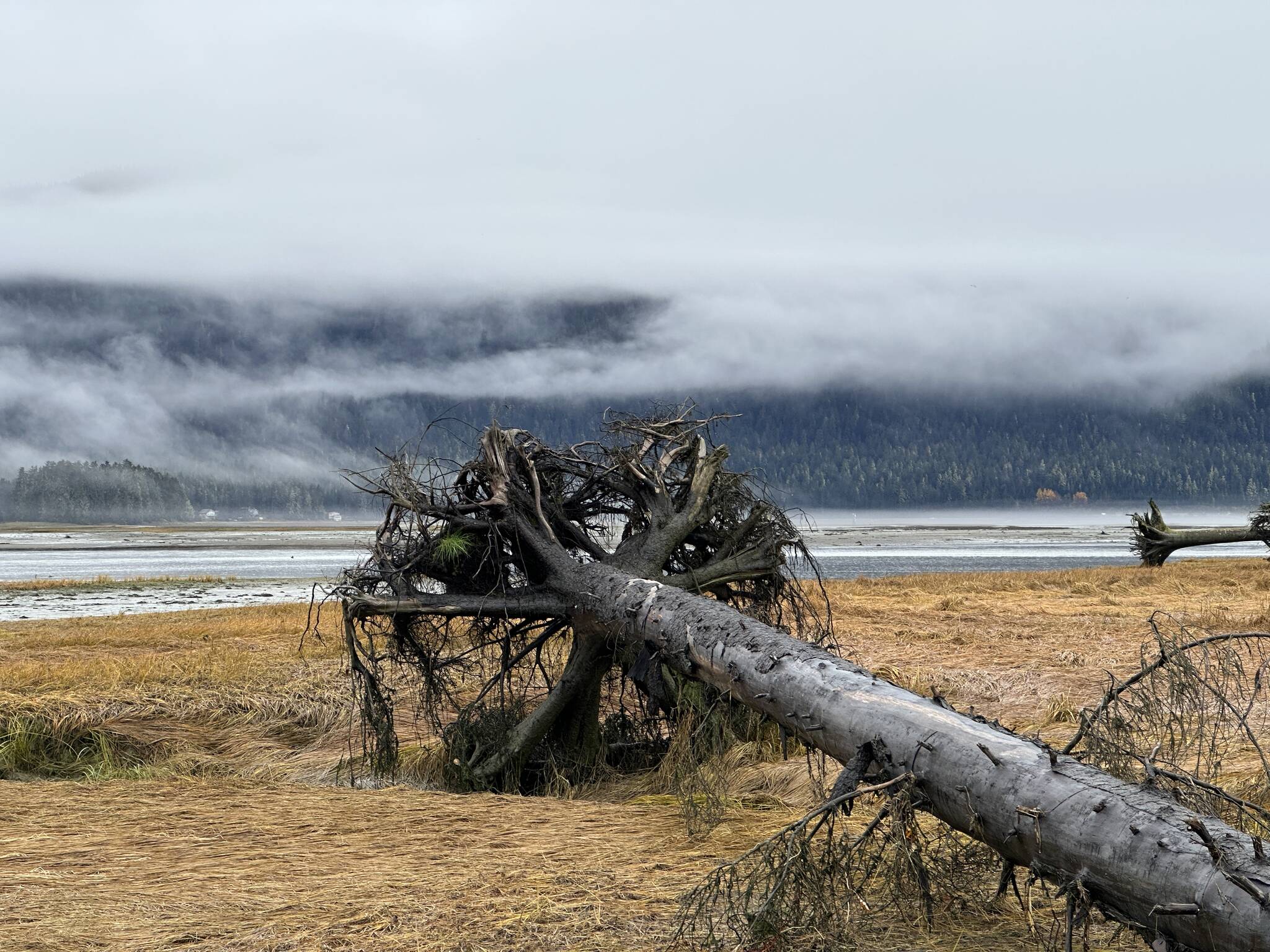 A tree lies across the ground in the Mendenhall Wetlands State Game Refuge. (Courtesy Photo / Deana Barajas)