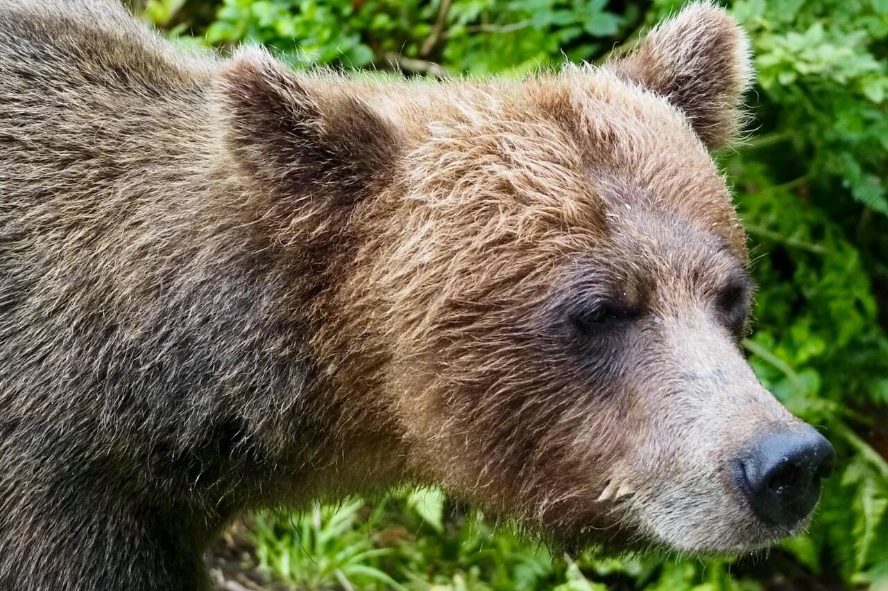 Scuba Sue, a brown bear at Anan Wildlife Observatory, is one of the nine bears that are set to receive an award during Tongass National Forest’s first-ever Anan Bear Awards. (Courtesy / Tongass National Forest)