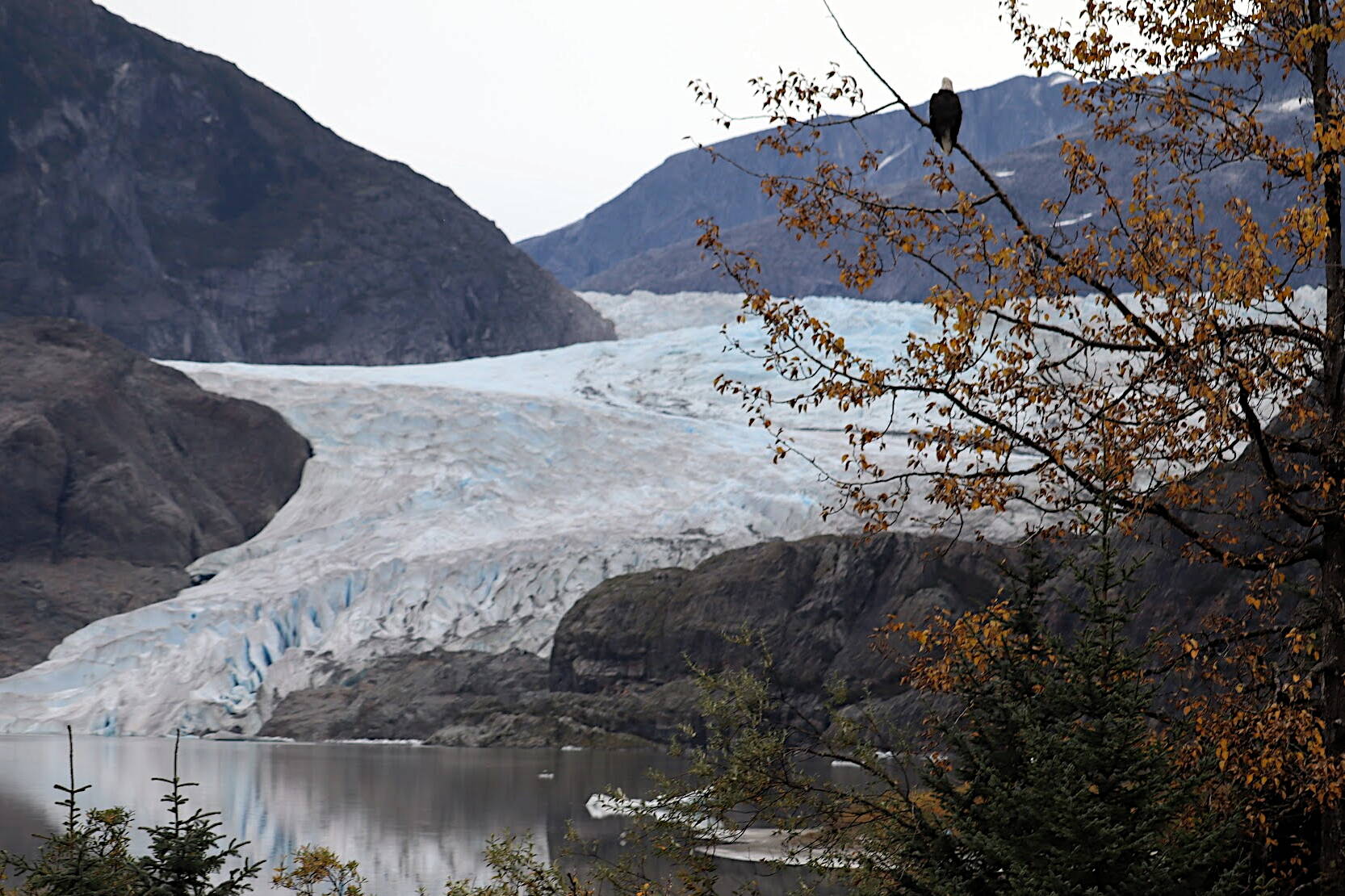 A bald eagle looks toward the Mendenhall Glacier near the visitor center on Tuesday. The U.S. Forest Service is proposing expanding a ban on mining and other mineral resource extraction activities from an area on the glacier a short distance from the existing face to several hundred yards inward, extending outward to the mountainsides along both sides. (Jonson Kuhn / Juneau Empire)