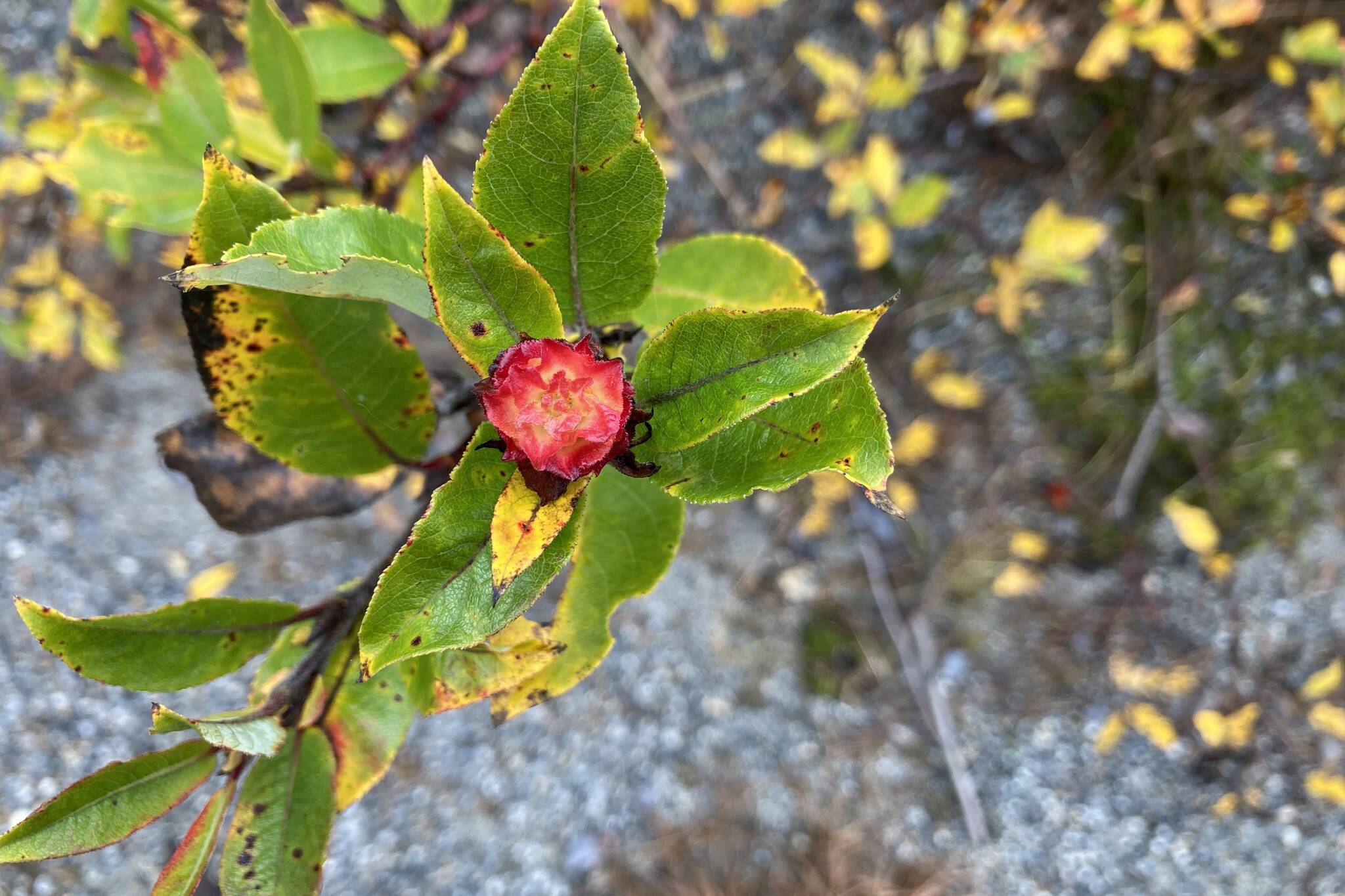 A developing willow rose shows brilliant red on a background of still-mostly-green willow leaves. (Mary F. Willson / For the Juneau Empire)