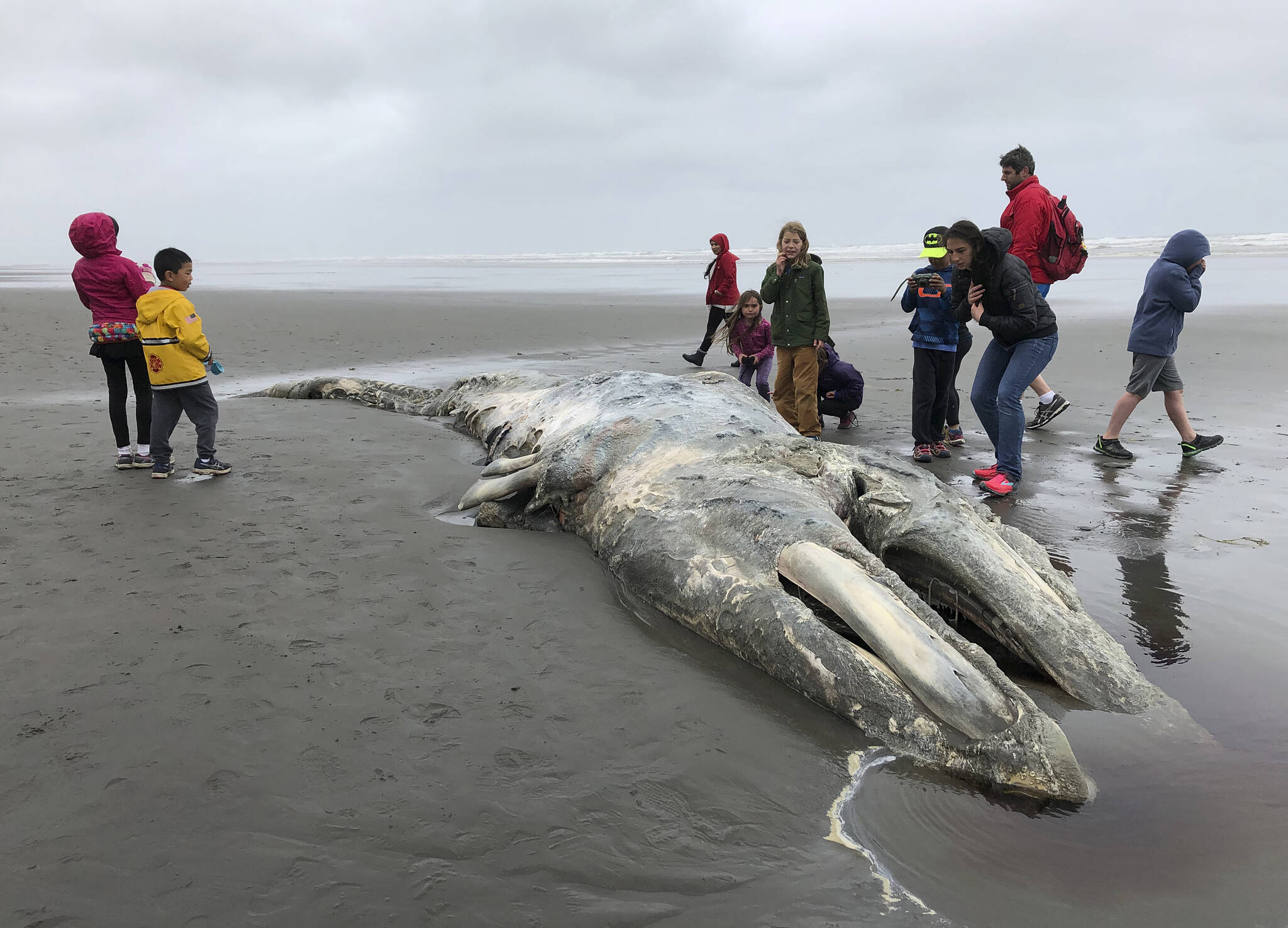 In this May 24, 2019, photo, teachers and students from Northwest Montessori School in Seattle examine the carcass of a gray whale after it washed up on the coast of Washington's Olympic Peninsula, just north of Kalaloch Campground in Olympic National Park. U.S. researchers say the number of gray whales off western North America has continued to fall over the last two years, a decline that resembles previous population swings over the past several decades. According to an assessment by NOAA Fisheries released Friday, Oct. 7, 2022, the most recent count put the population at 16,650 whales — down 38% from its peak in 2015-16. (AP Photo / Gene Johnson)