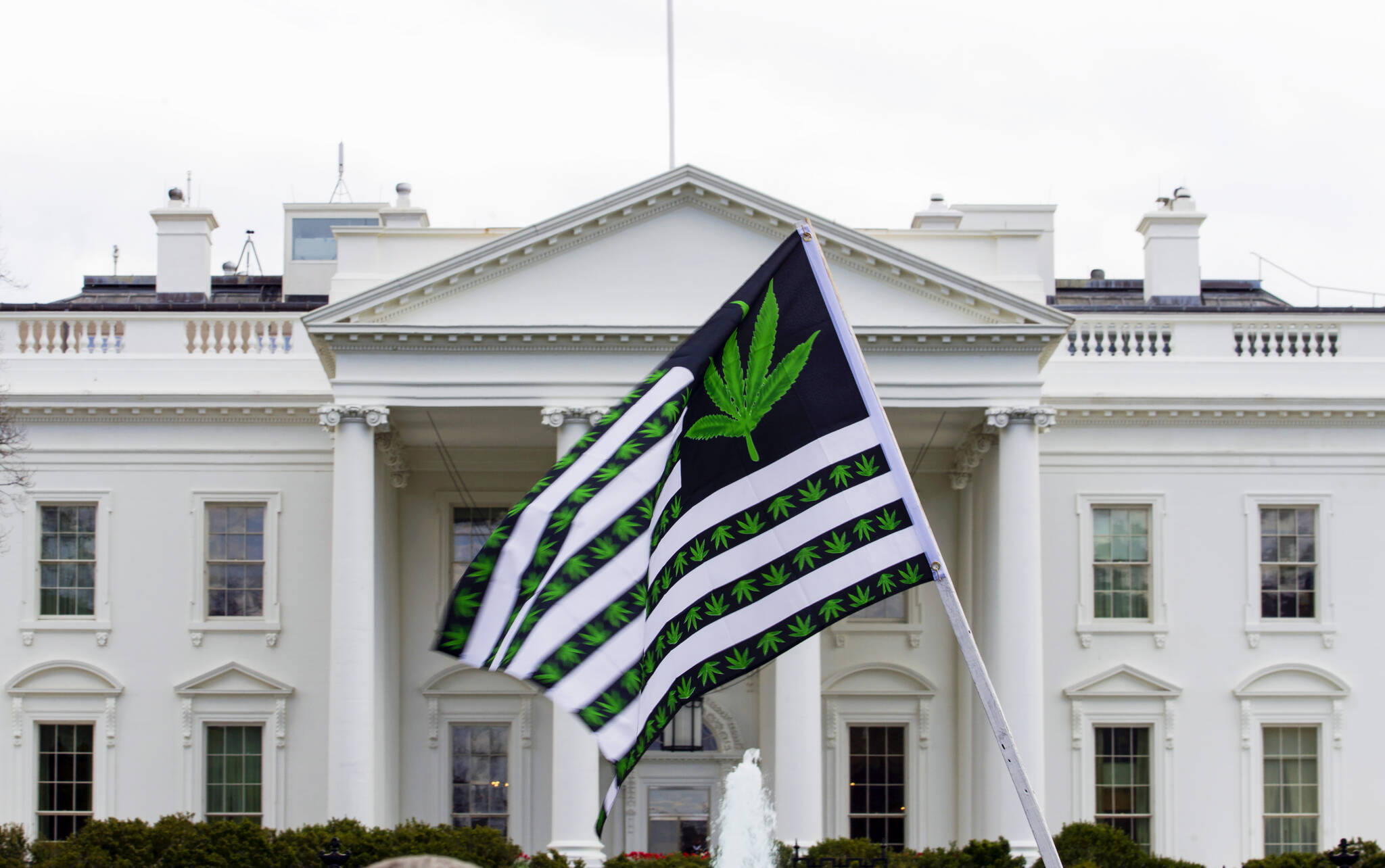 A demonstrator waves a flag with marijuana leaves depicted on it during a protest calling for the legalization of marijuana, outside of the White House on April 2, 2016, in Washington. President Joe Biden is pardoning thousands of Americans convicted of simple possession of marijuana under federal law, as his administration takes a dramatic step toward decriminalizing the drug and addressing charging practices that disproportionately impact people of color. (AP Photo / Jose Luis Magana)