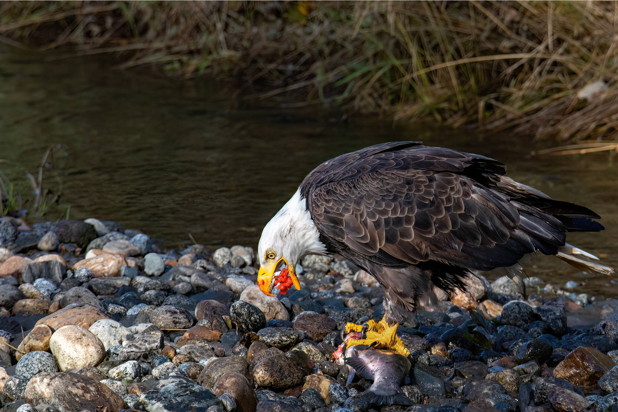 An eagle has captured an egg-laden female coho in Steep Creek and is about to gulp down a cluster of eggs. (Courtesy Photo / Jos Bakker)