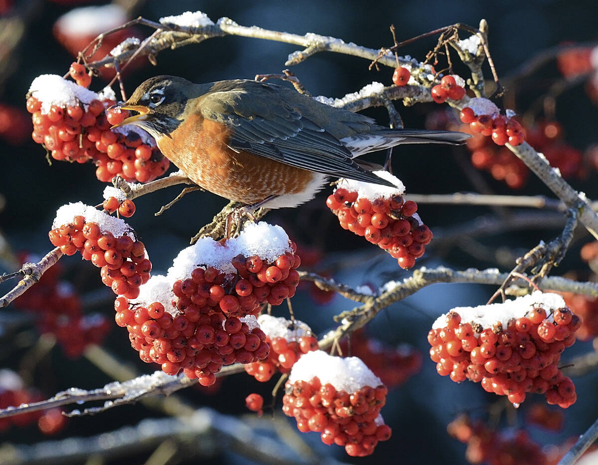 A robin grabs a mountain ash berry—in a more wintry season than we have now. (Courtesy Photo / Mark Schwan)