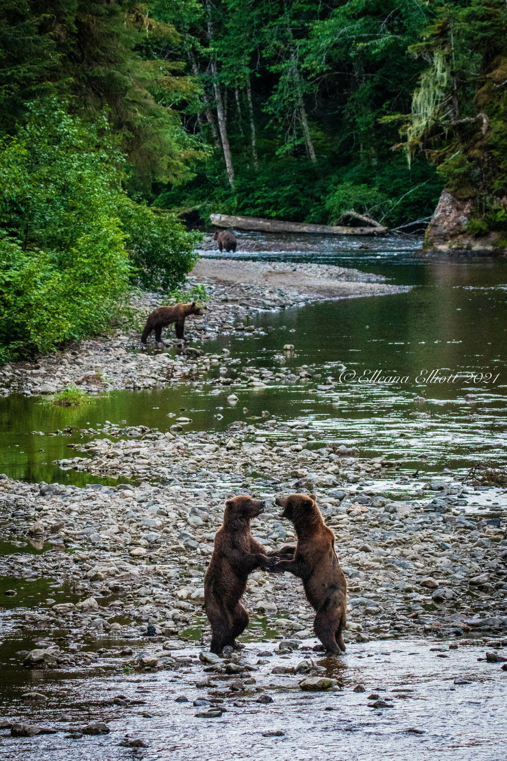 Bears on Chichagof Island, Hoonah, Alaska. (Courtesy Photo / Elleana Elliott)