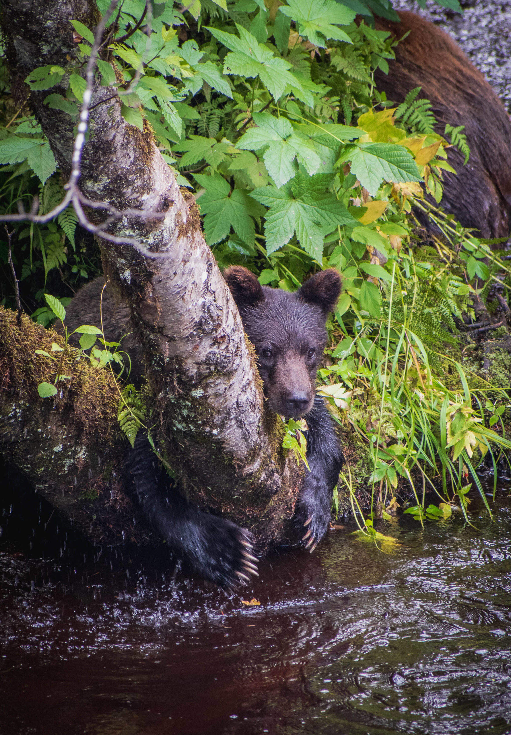 Courtesy Photo / Elleana Elliott 
A young coastal brown bear grasps a tree on Chichagof Island.