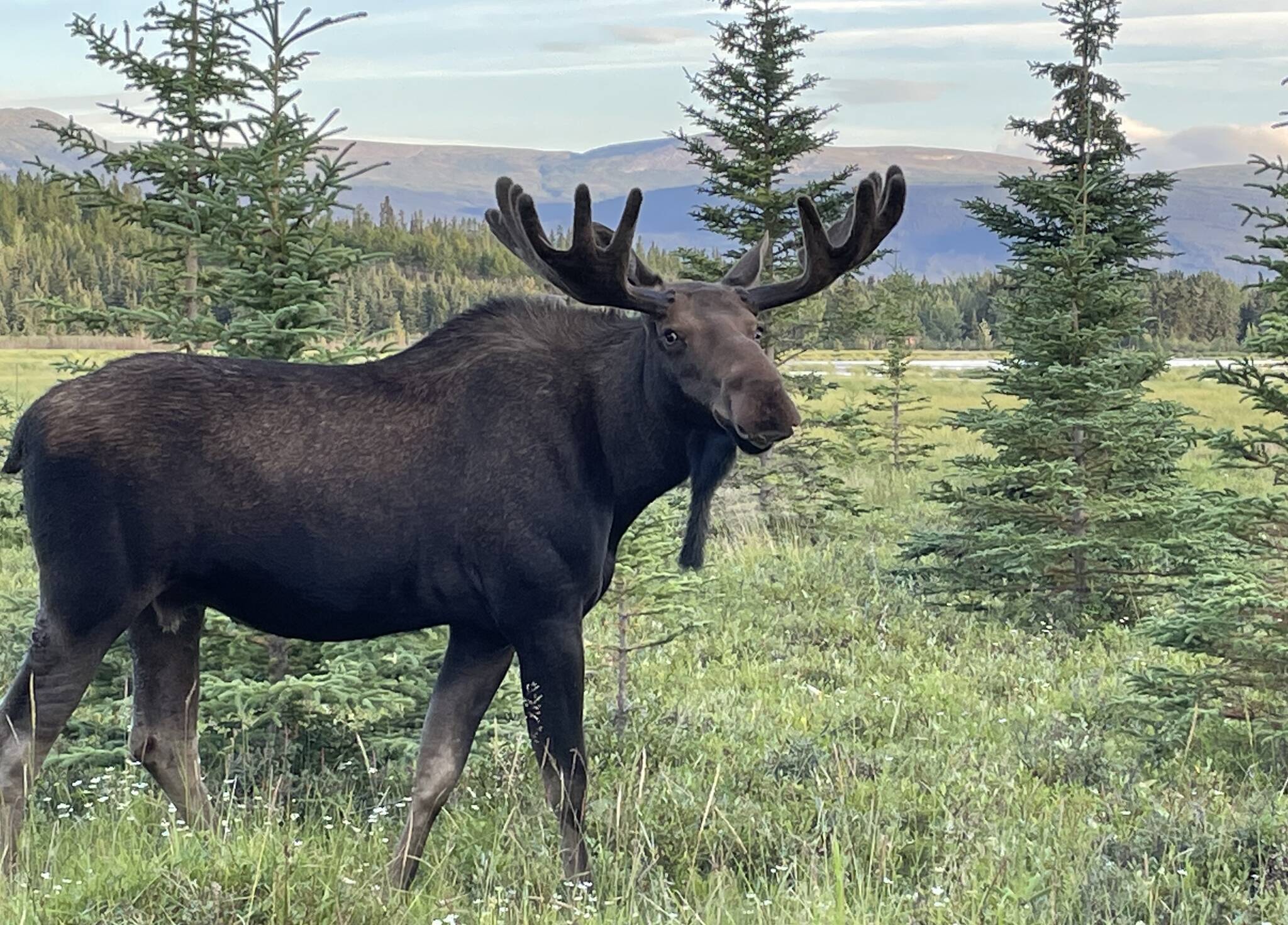A bull moose looks at a photographer near Whitehorse, Yukon, in summer 2022. (Courtesy Photo / Ned Rozell)